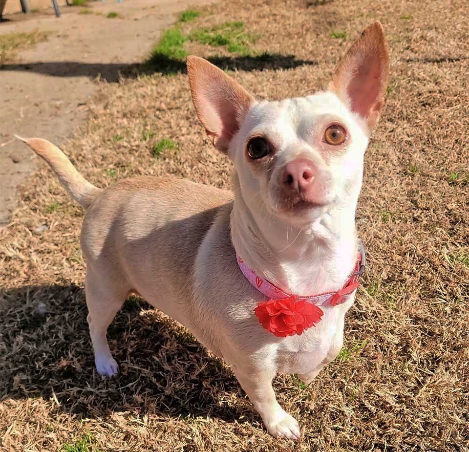 Chihuahua gordita que apenas podía caminar está tan contenta de perder la mitad de su peso 11 Rosemary feliz