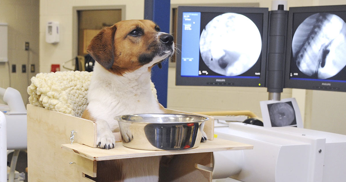 Viagra puede ayudar a los perros a superar un trastorno alimentario potencialmente fatal