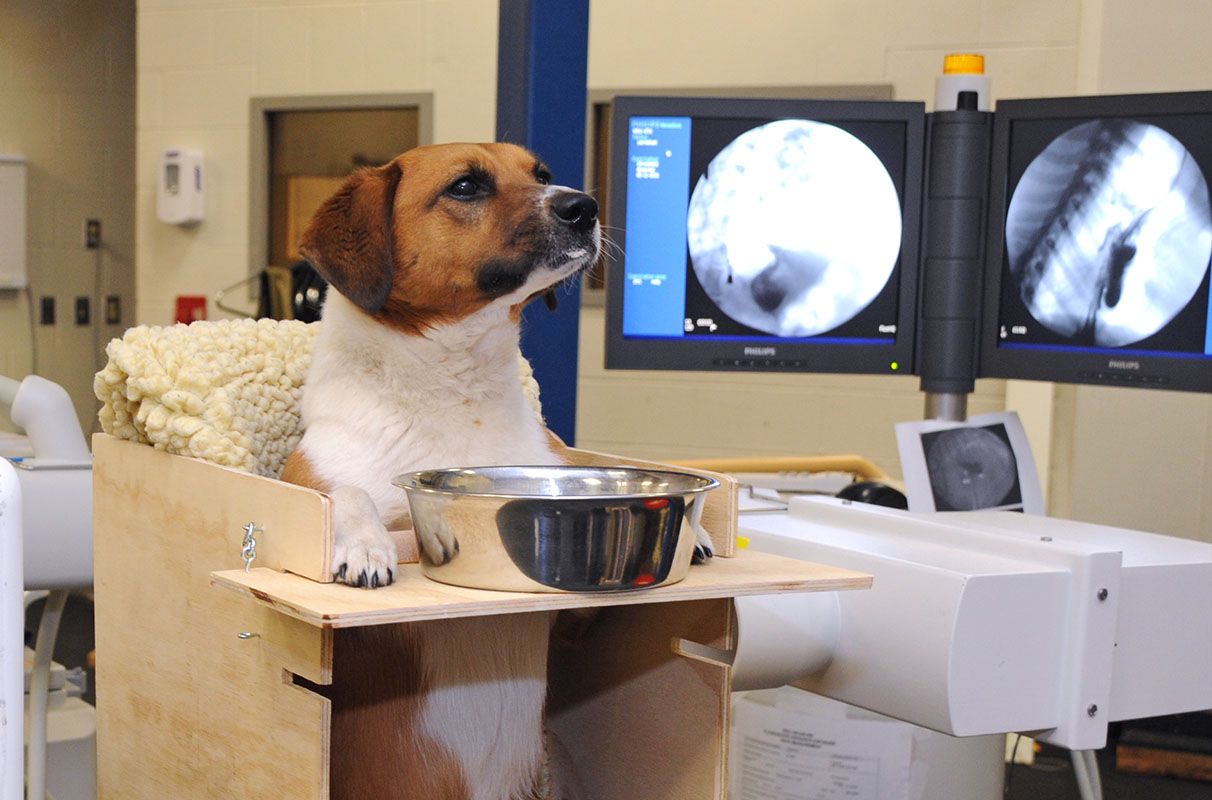 Viagra puede ayudar a los perros a superar un trastorno alimentario
