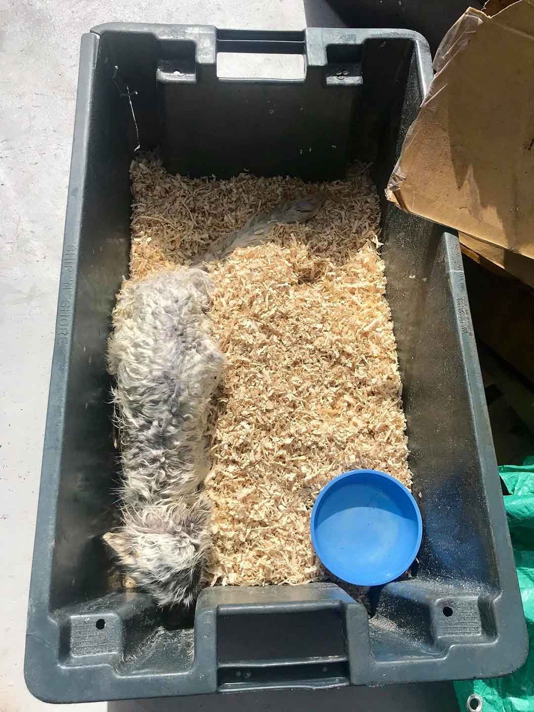 Pescador rescata a un zorro ártico varado en un iceberg 6 Zorro ártico dentro de una caja