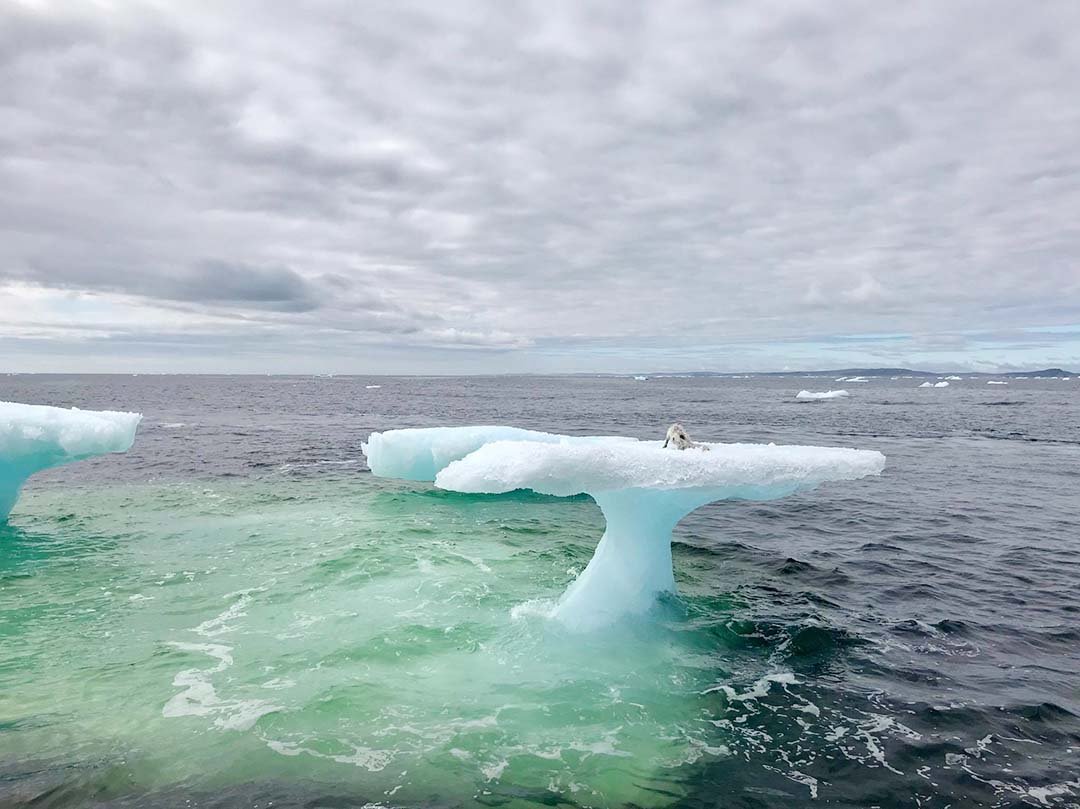 Pescador rescata a un zorro ártico varado en un iceberg 4 Zorro ártico varado en un iceberg