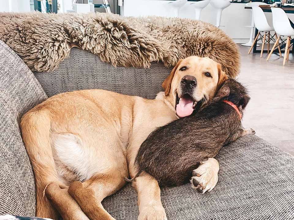 Adorable perro y un Jabalí