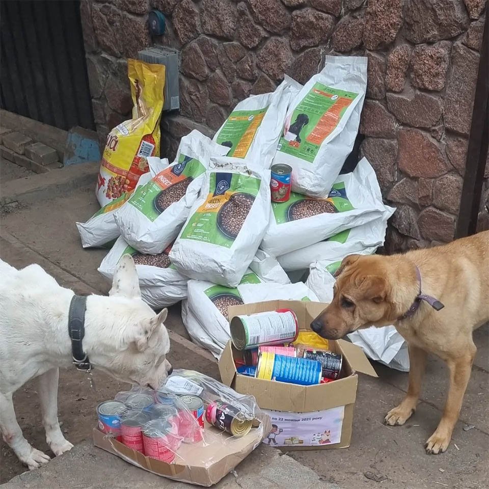 Joven ucraniana ayuda a perros discapacitados y ancianos y los lleva a un lugar seguro 8 Alimento para perros