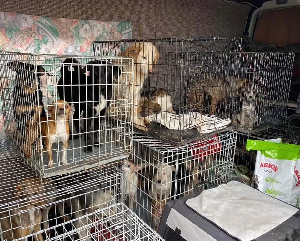 Veterano y su equipo esquivaron proyectiles para salvar a 120 animales atrapados en un refugio 12 Animales rescatados