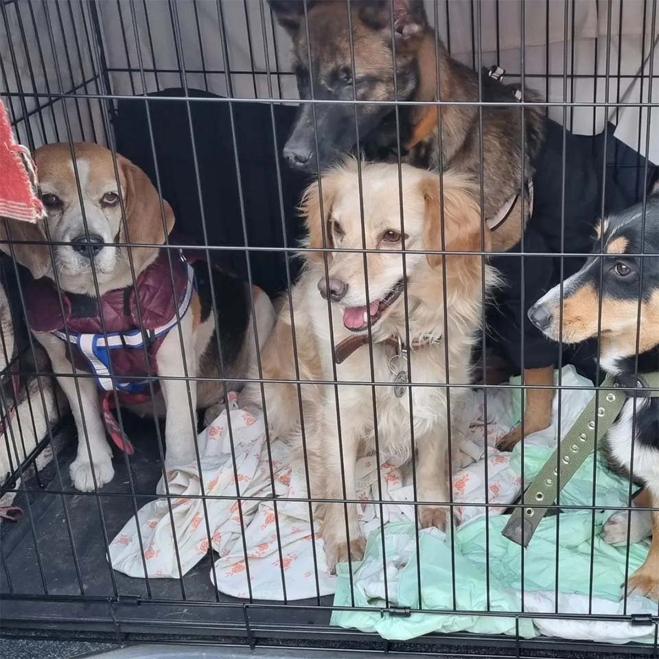 Joven ucraniana ayuda a perros discapacitados y ancianos y los lleva a un lugar seguro 6 Animales rescatados