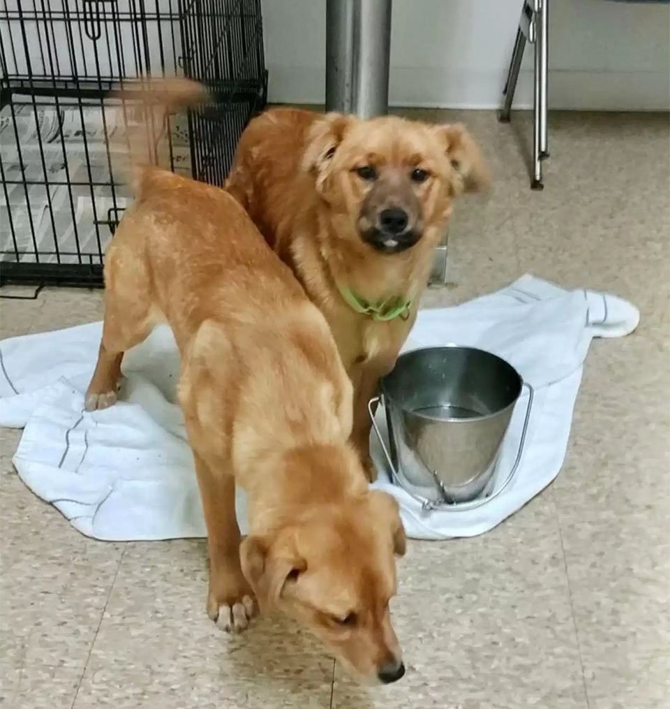 Cachorro de un refugio consuela a su hermana con un abrazo después de ser rescatados 13 Cachorritos a salvo