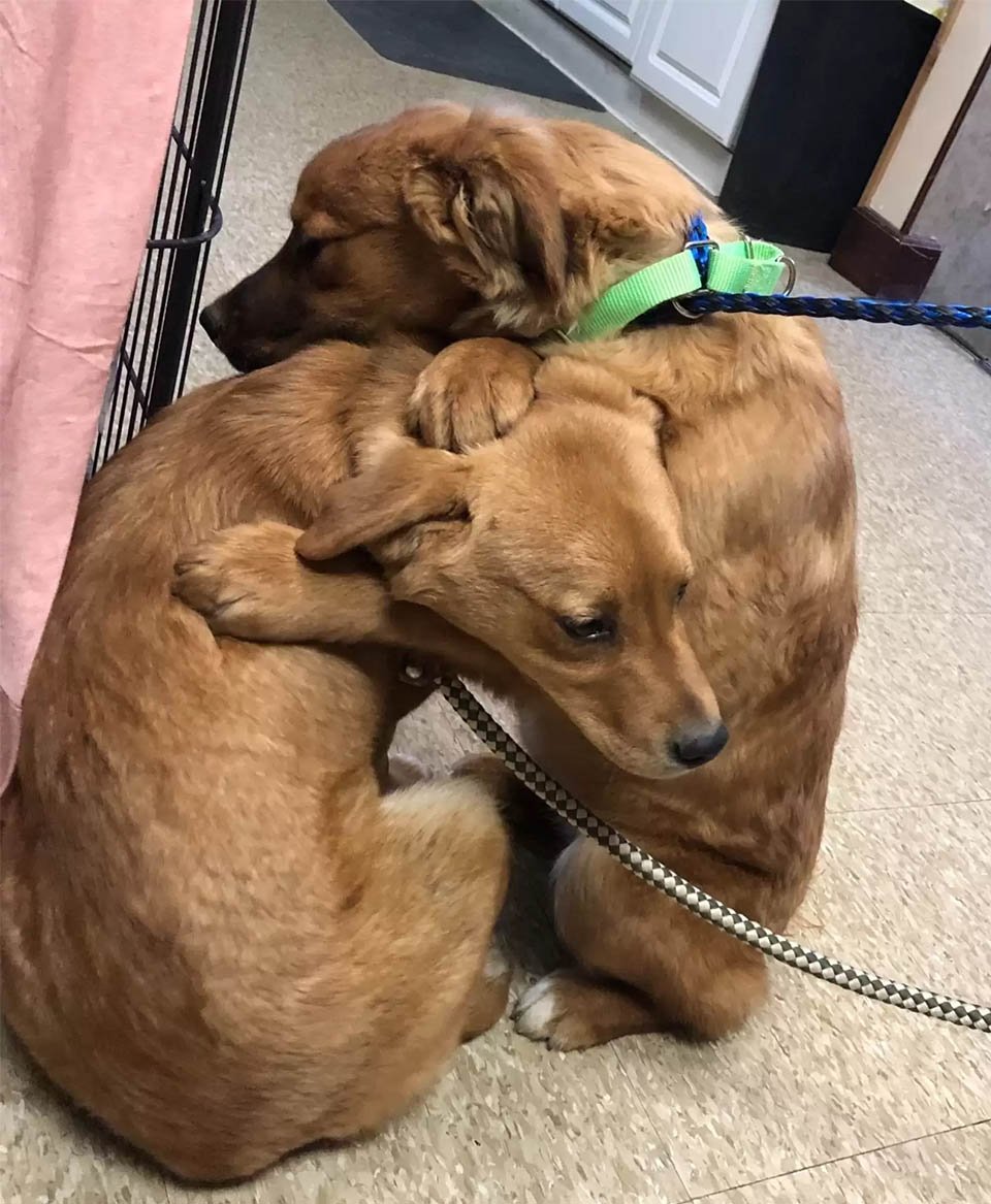Cachorro de un refugio consuela a su hermana con un abrazo después de ser rescatados 11 Cachorro consuela a hermana