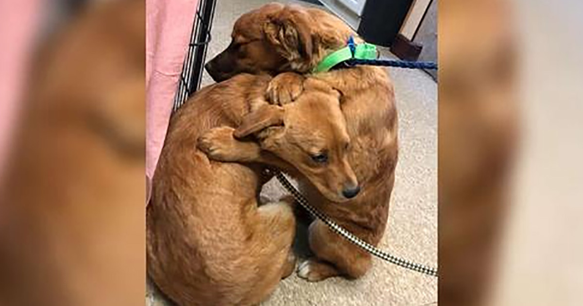 Cachorro consuela a su hermana con un abrazo