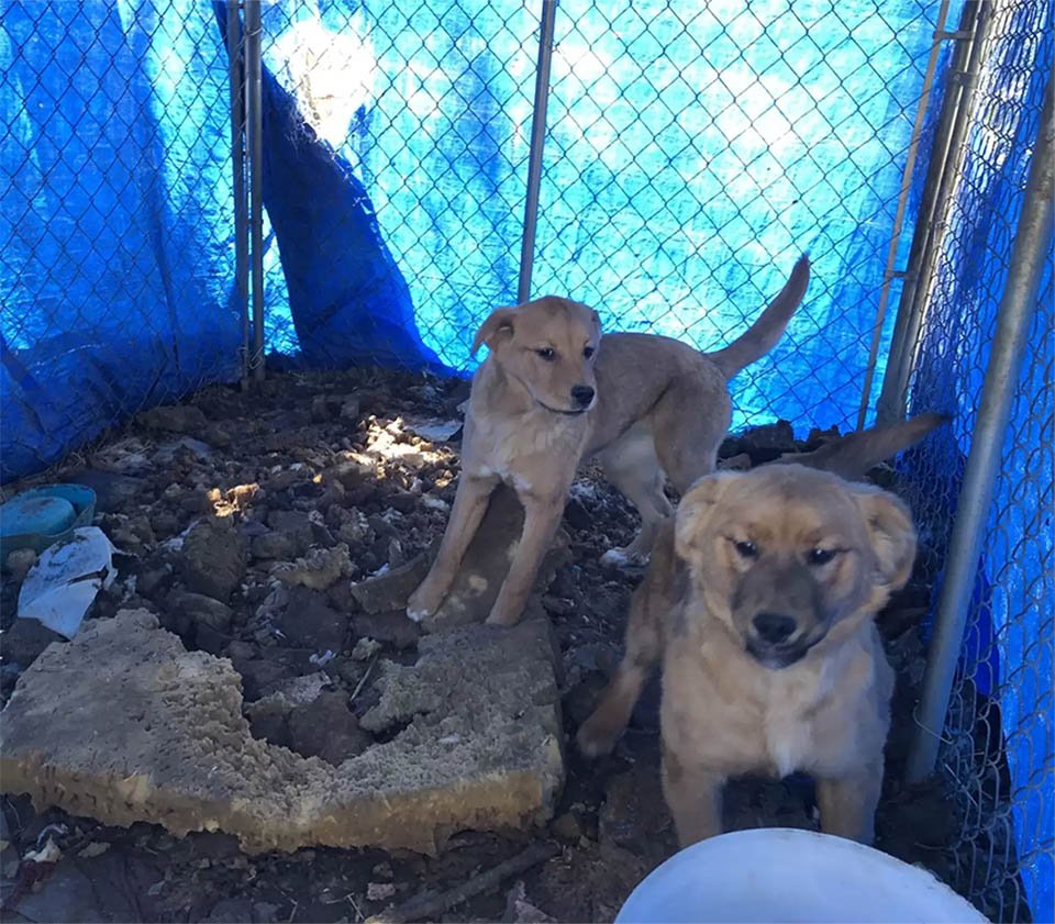 Cachorro de un refugio consuela a su hermana con un abrazo después de ser rescatados 9 Cachorro consuela hermana