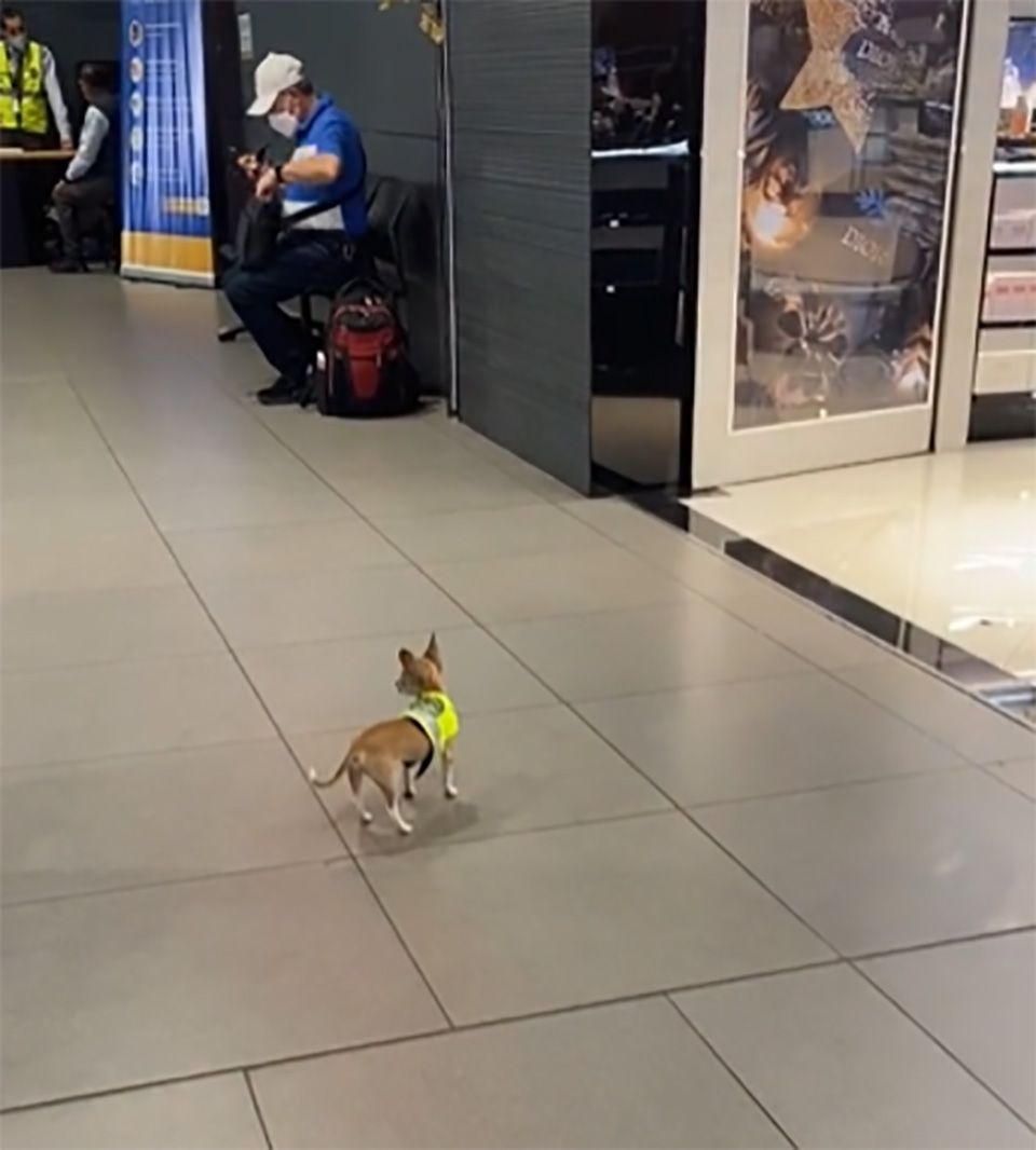 Cachorro de policía más pequeño