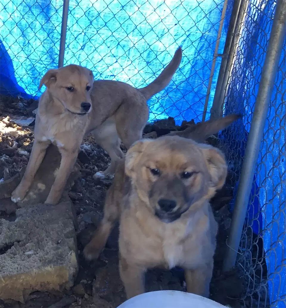 Cachorro de un refugio consuela a su hermana con un abrazo después de ser rescatados 14 Cachorros mal estado