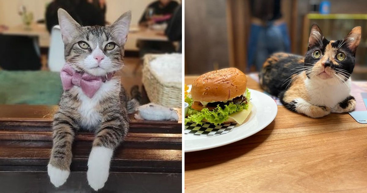 Café colombia permita conocer gatos reubicarlos adoptarlos