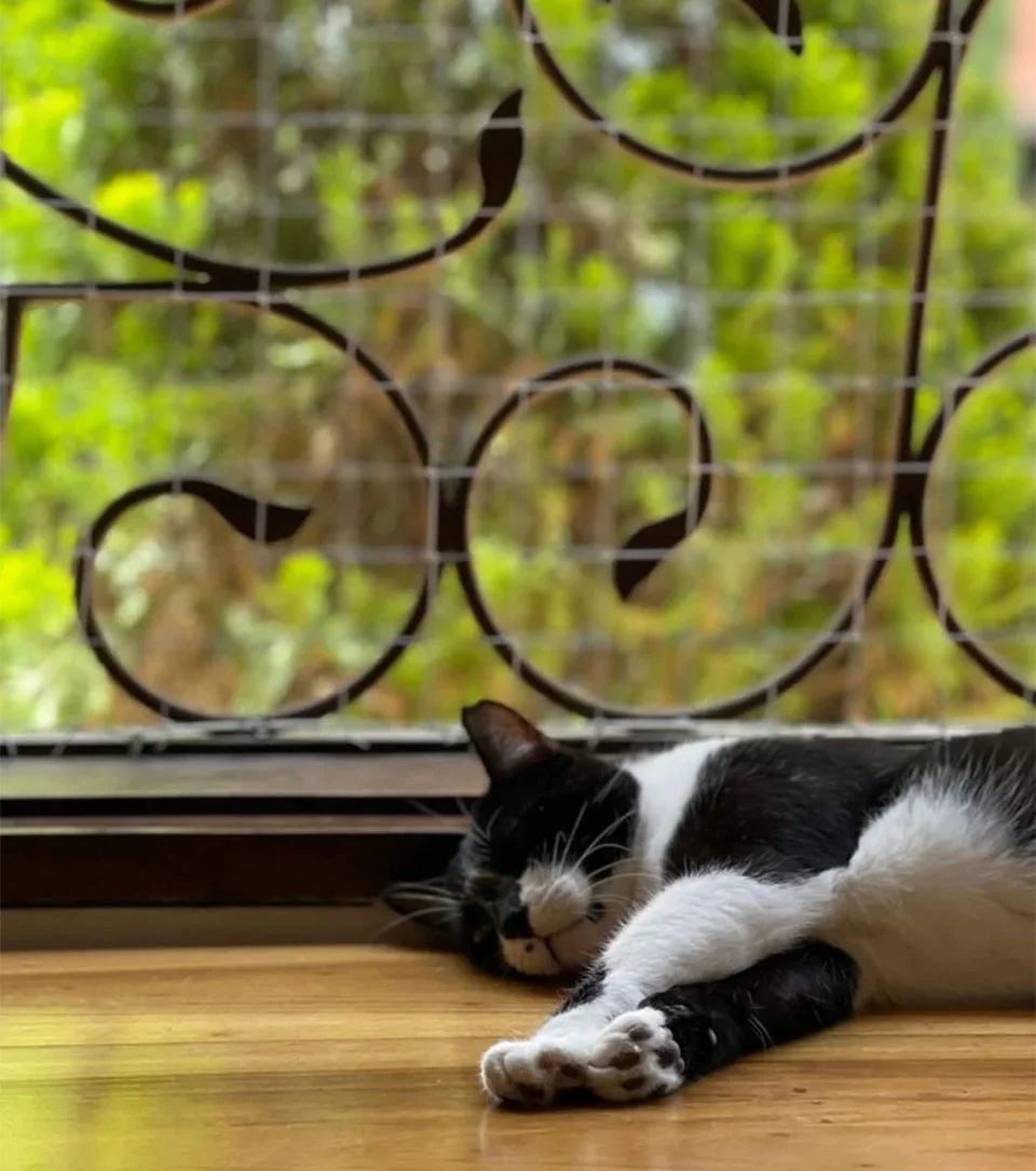Este café en Colombia te permite conocer gatos abandonados y reubicarlos o adoptarlos 10 Café en Colombia