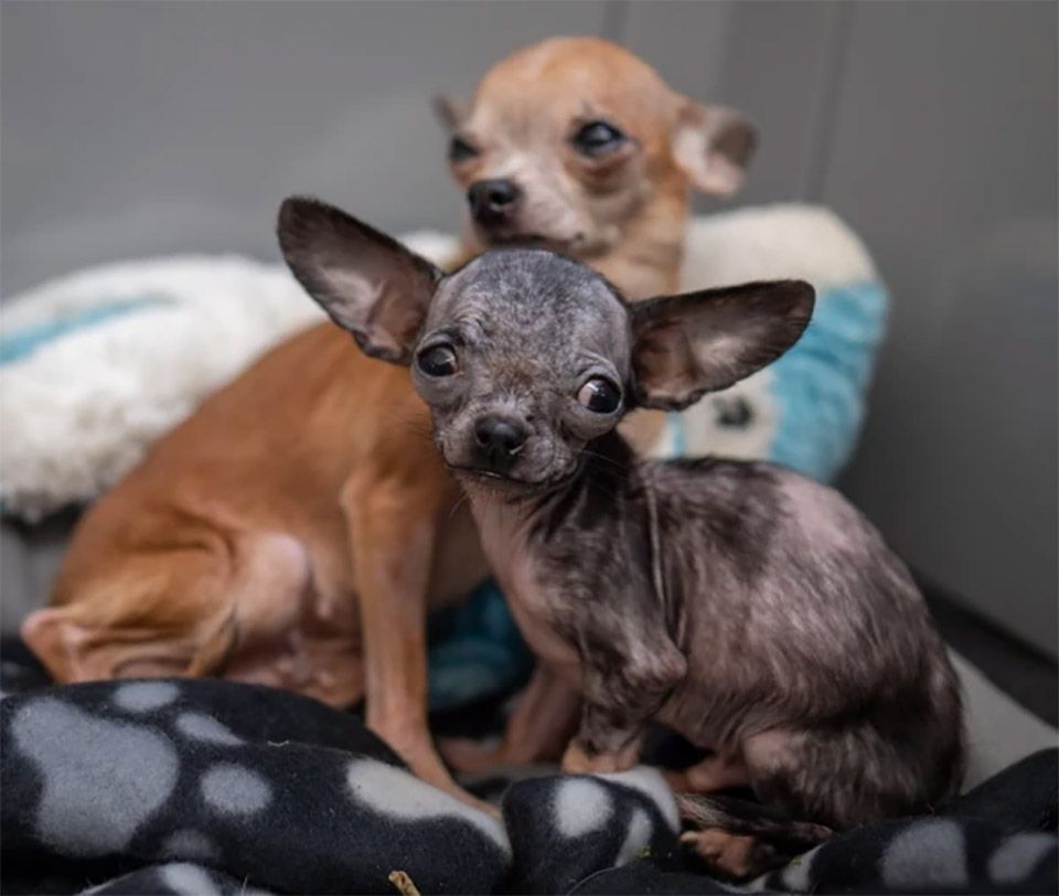 Chihuahuas rescatados