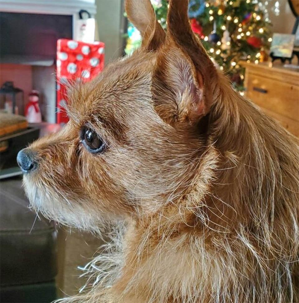 Perro abandonado en un refugio porque los dueños pensaron que era gay, fue adoptado 4 Harry