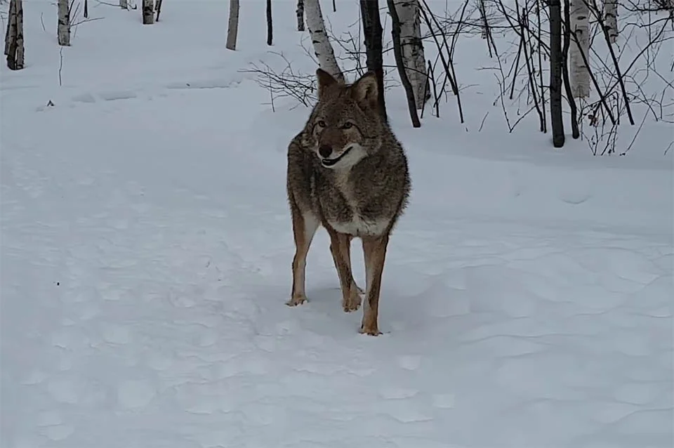 Perro se convierte en el mejor amigo de un coyote y juegan todos los días 7 Hermosa coyote