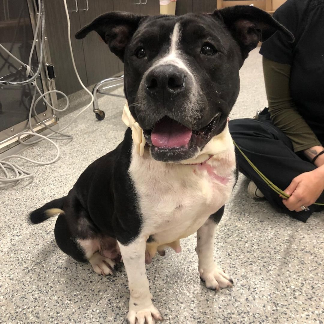 Pitbull que vivía debajo de un jeep Hermosa perrita rescatada