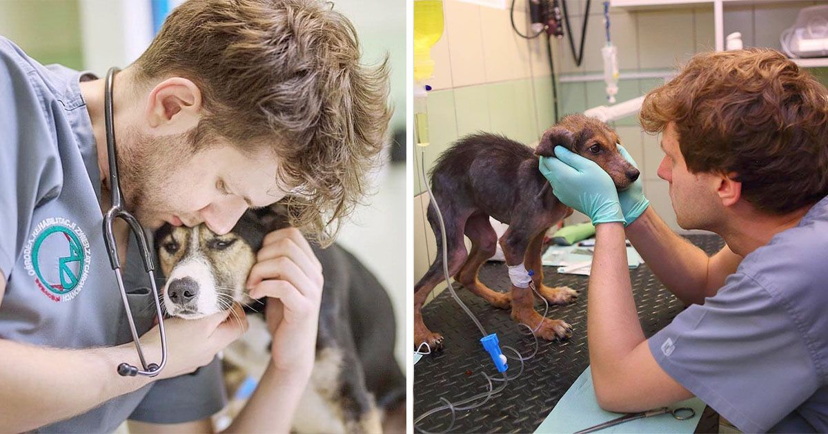 Héroe veterinario rescata animales necesitados Ucrania