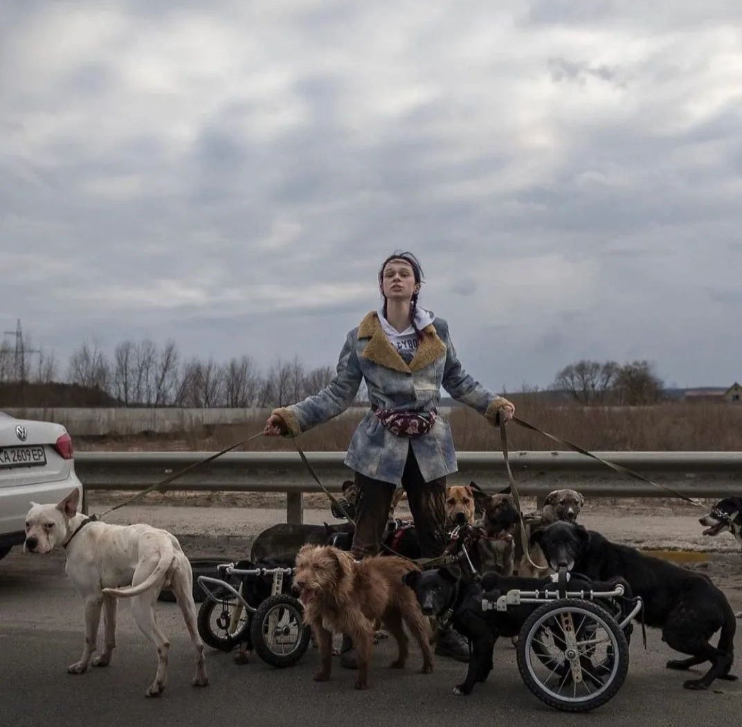Joven ucraniana ayuda a perros discapacitados y ancianos y los lleva a un lugar seguro 5 Joven ucraniana ayuda animales