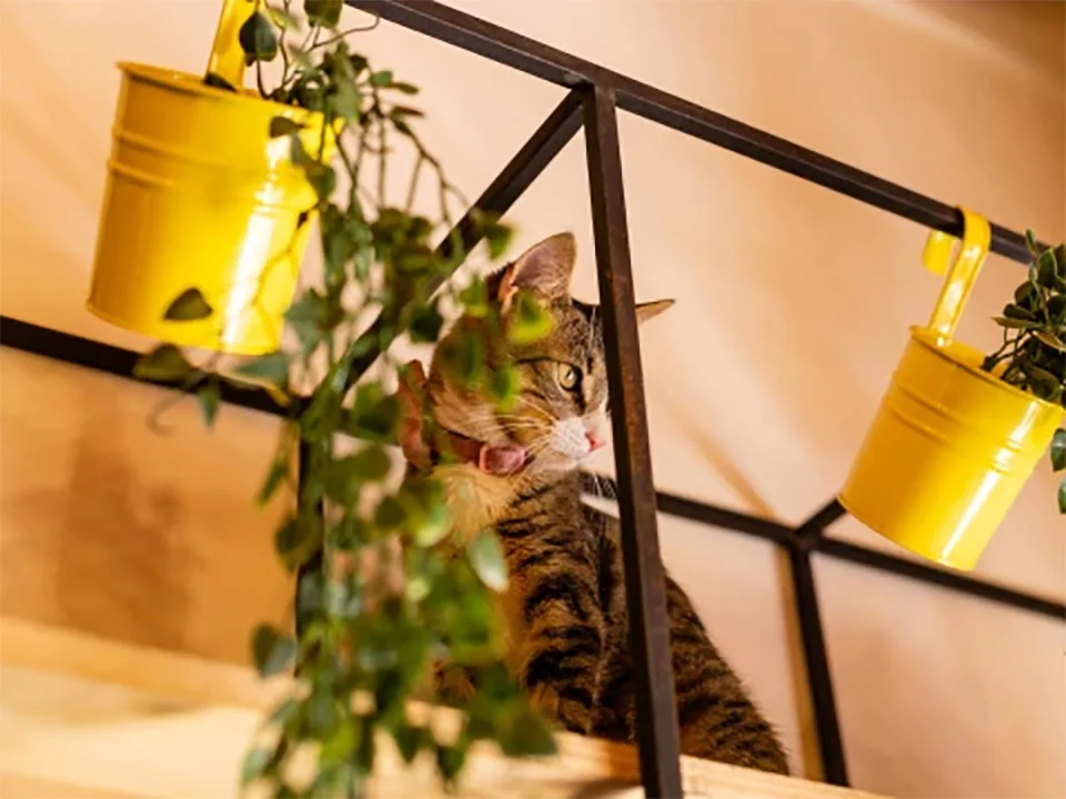 Este café en Colombia te permite conocer gatos abandonados y reubicarlos o adoptarlos 12 Ofelia