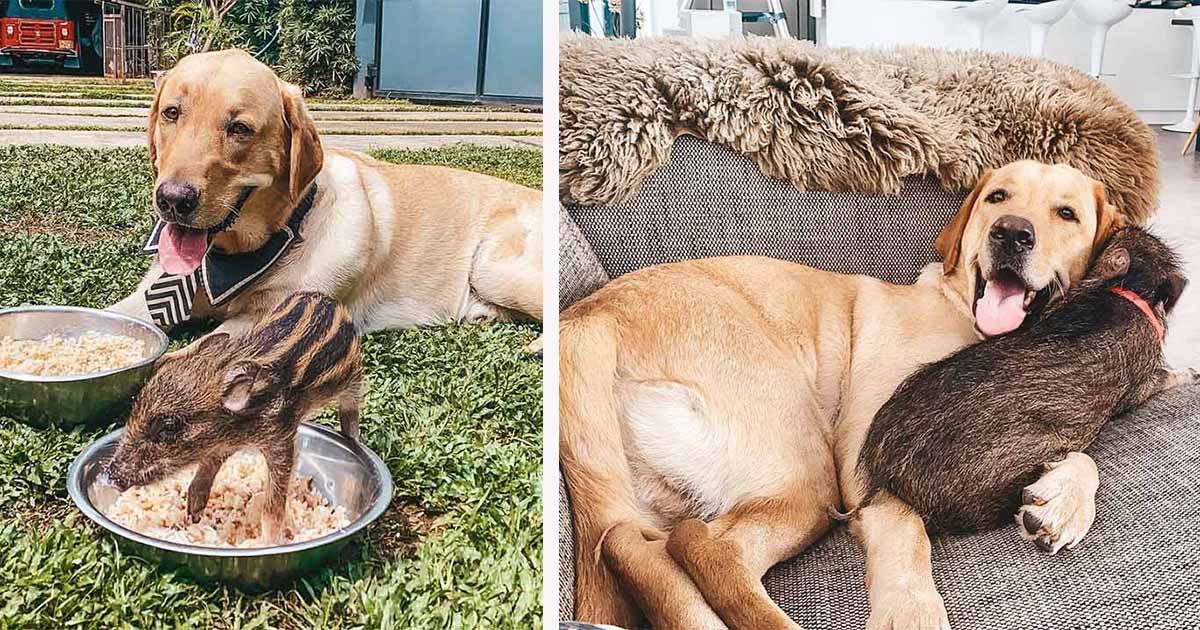Pareja adoptó a un jabalí cuando era bebé y ahora ve a su labrador como su madre