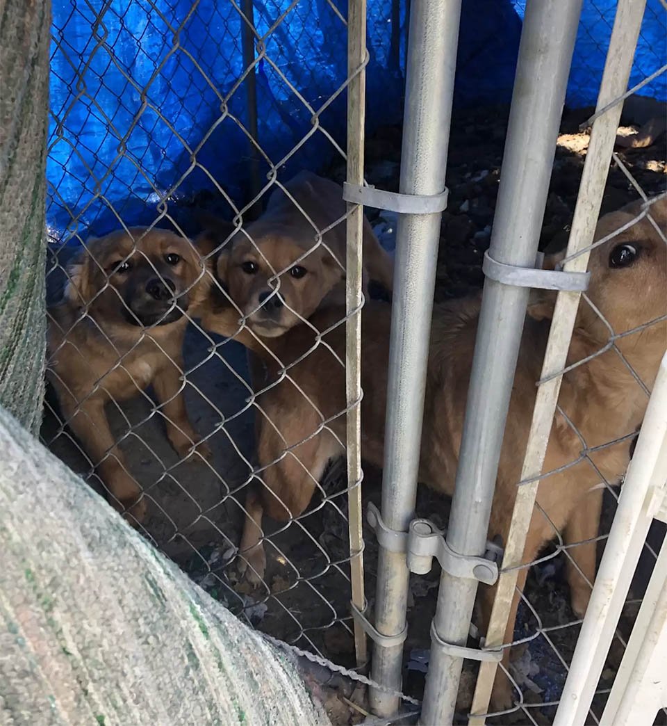 Cachorro de un refugio consuela a su hermana con un abrazo después de ser rescatados 8 Perritos rescatados