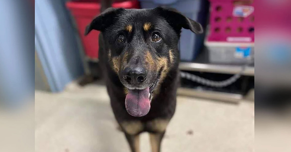 Perro abandonado en refugio porque pensaron que era gay