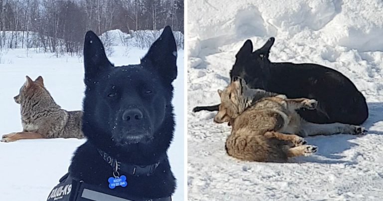 Perro se convierte en el mejor amigo de un coyote y juegan todos los días