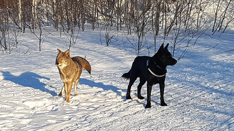Perro se convierte en el mejor amigo de un coyote y juegan todos los días 5 Perro se convierte en el mejor amigo de un coyote