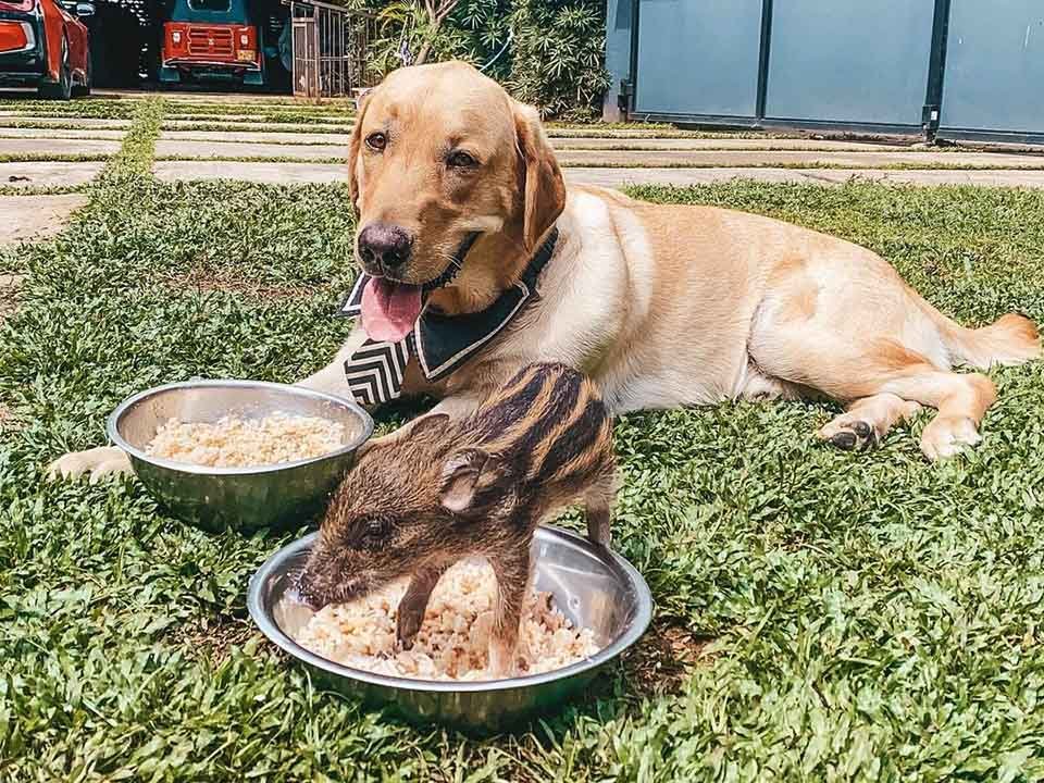 Perro y jabalí comiendo