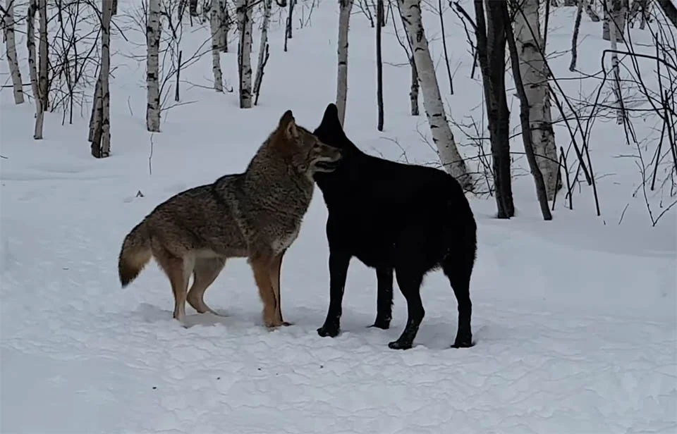 Perro se convierte en el mejor amigo de un coyote y juegan todos los días 8 Perro es el mejor amigo de un coyote