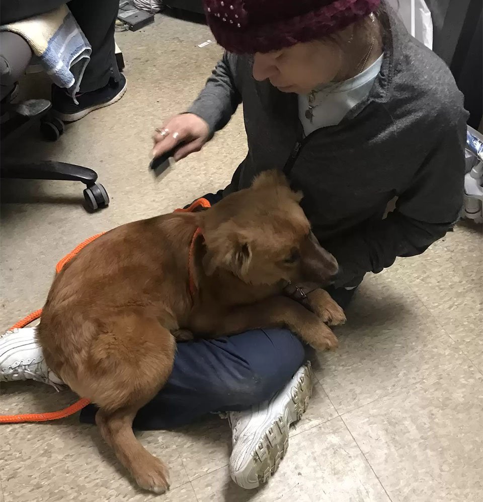 Cachorro de un refugio consuela a su hermana con un abrazo después de ser rescatados 12 Perros a salvo