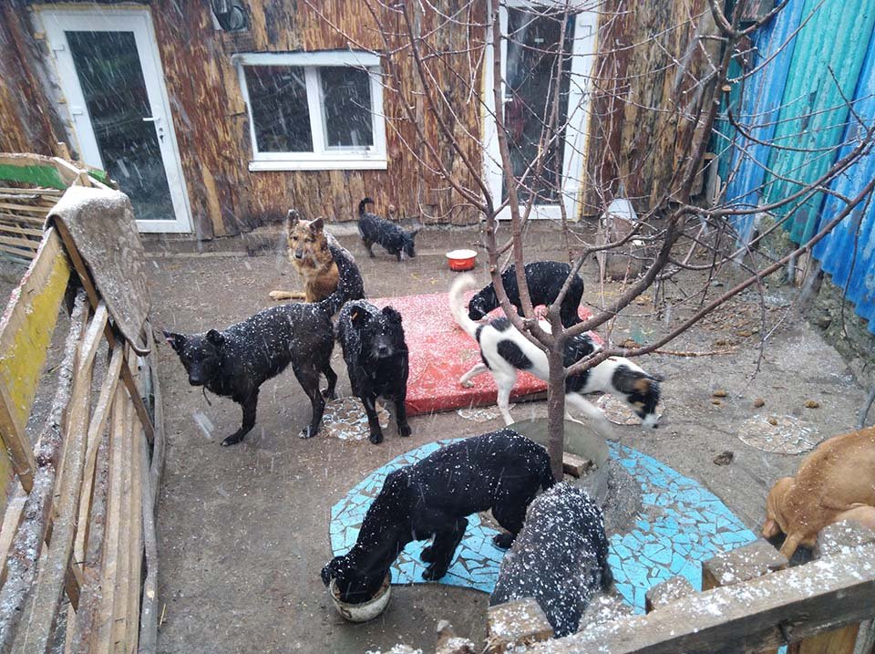 Refugiada regresa a Ucrania para ayudar y cuidar perros necesitados 7 Perros de refugio