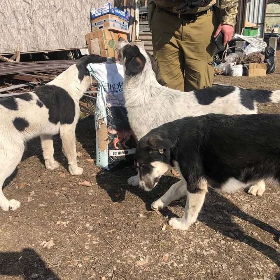 Joven ucraniana ayuda a perros discapacitados y ancianos y los lleva a un lugar seguro 7 Perros rescatados