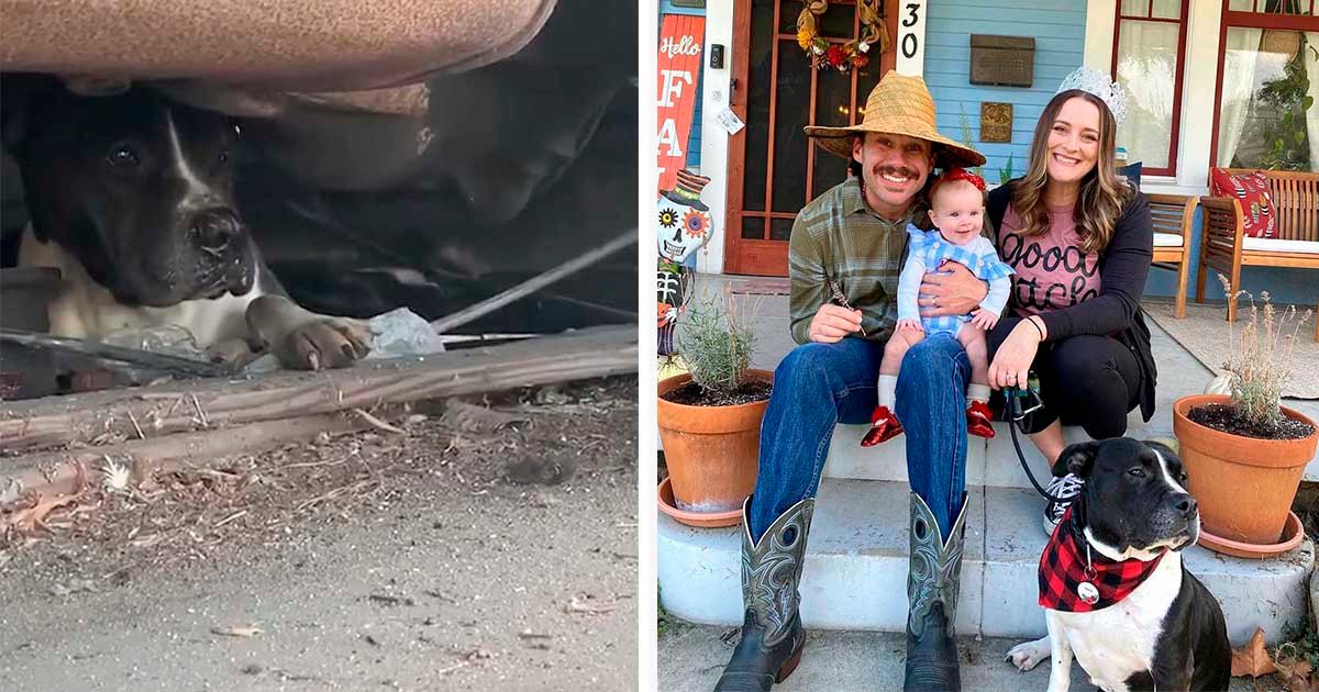 Pitbull que vivía debajo de un jeep tiene la mejor vida ahora 1 Pitbull que vivía debajo de un jeep es rescatado y ahora tiene una familia