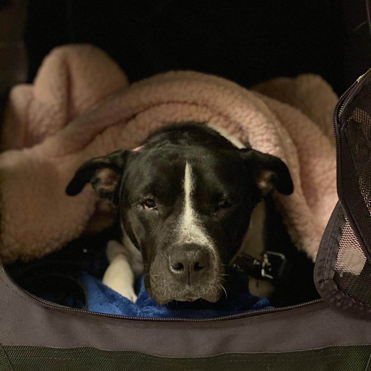 Pitbull que vivía debajo de un jeep tiene la mejor vida ahora 8 Pitbull que vivía debajo de un jeep