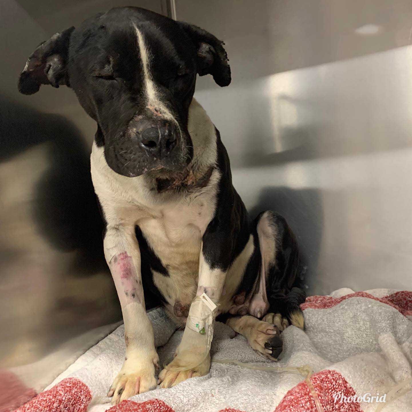 Pitbull que vivía debajo de un jeep tiene la mejor vida ahora 7 Pitbull rescatada