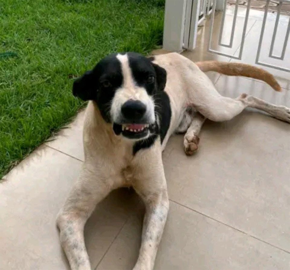 Familia rescata a un perro callejero que quedó varado tras fuertes lluvias, y decide adoptarlo 7 Sorriso