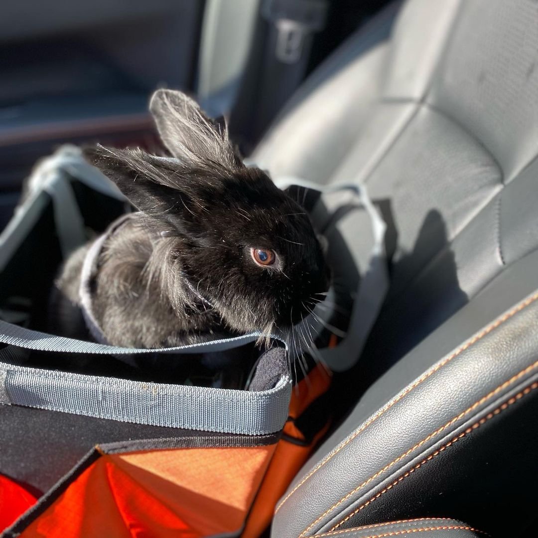 Adorable conejita en el auto