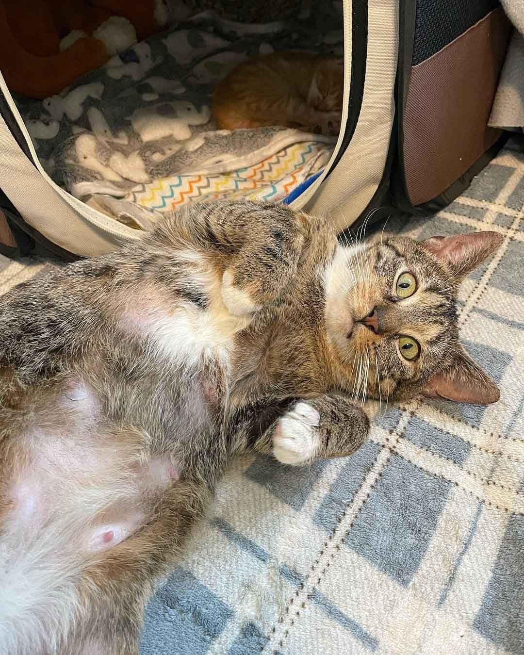 Gata colma de afecto a su único gatito después de que sobrevivieron juntos 5 Bunny gata