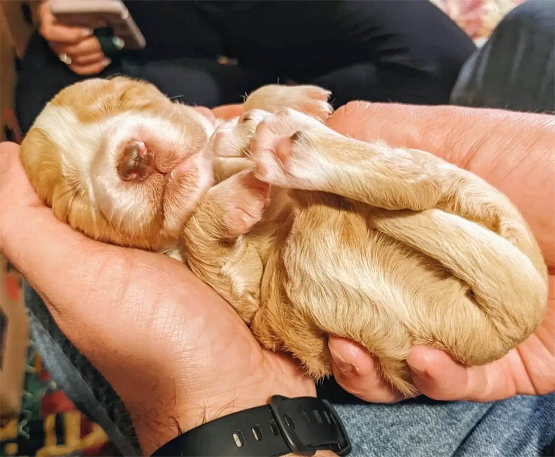 Perrita rescatada no puede creer cuántos cachorros acaba de dar a luz 7 Cachorrito