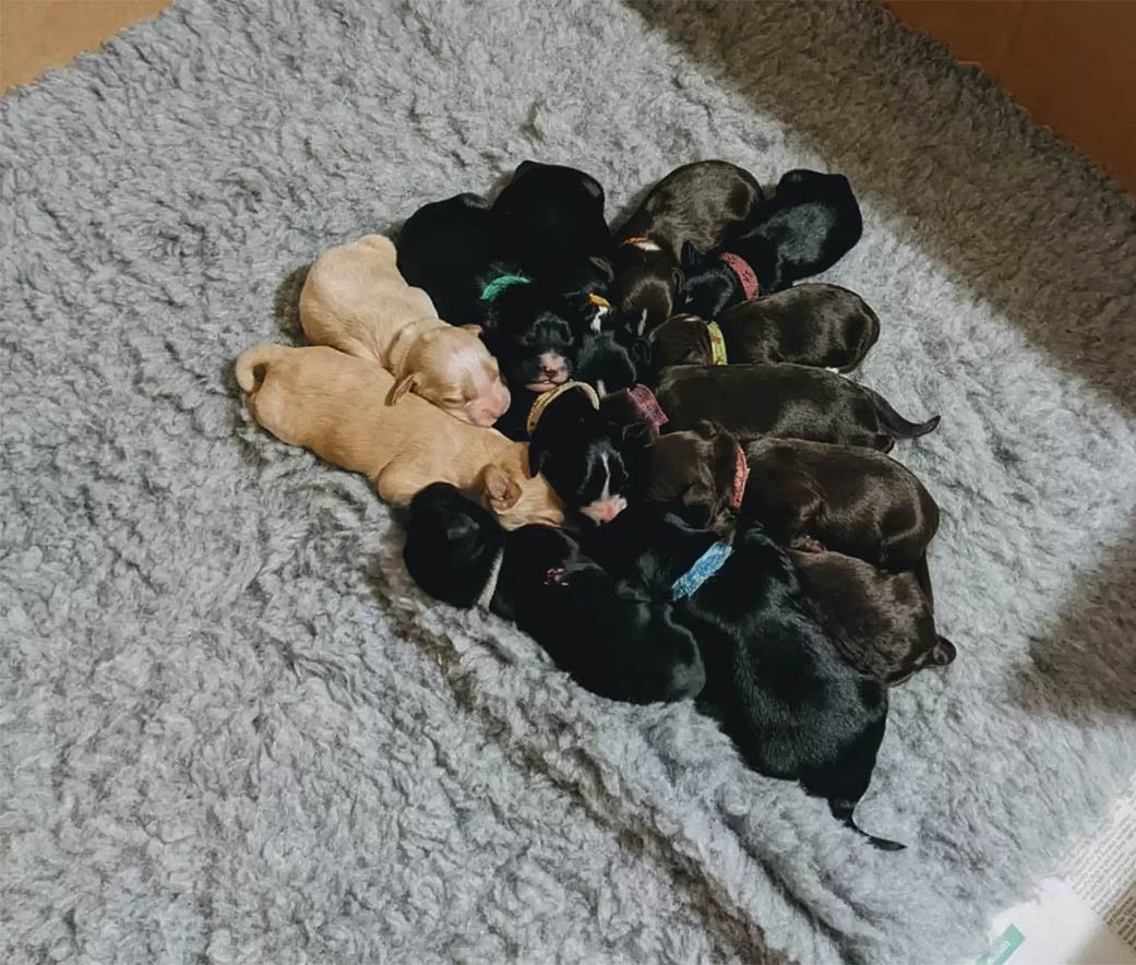 Perrita rescatada no puede creer cuántos cachorros acaba de dar a luz 9 Cachorros