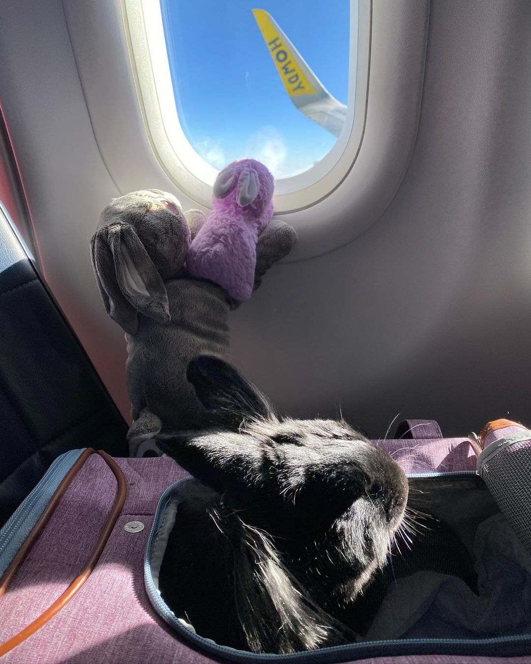 Conejita en un avión
