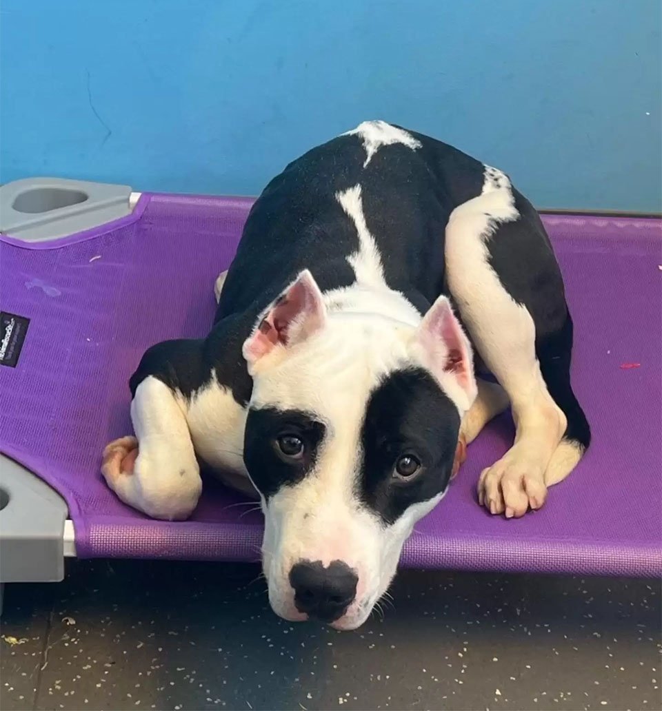 Perro está muy feliz de ver a la familia que pensó que había perdido para siempre 2 Cow asustado