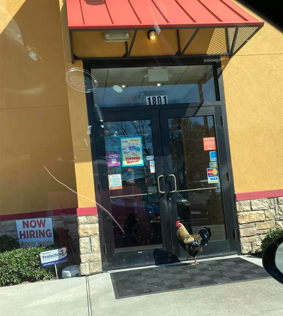 Gallo perdido aparece en un restaurante después de un huracán y se rehúsa a irse 4 Gallo perdido aparece