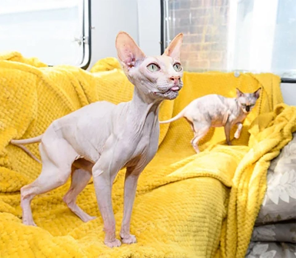 Gata Sphynx rescatada con hijo