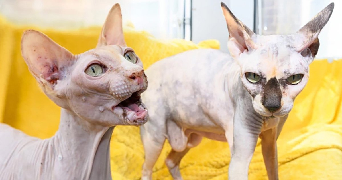 Gata Sphynx rescatada después de ser utilizada