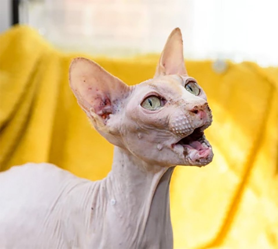 Gata Sphynx rescatada