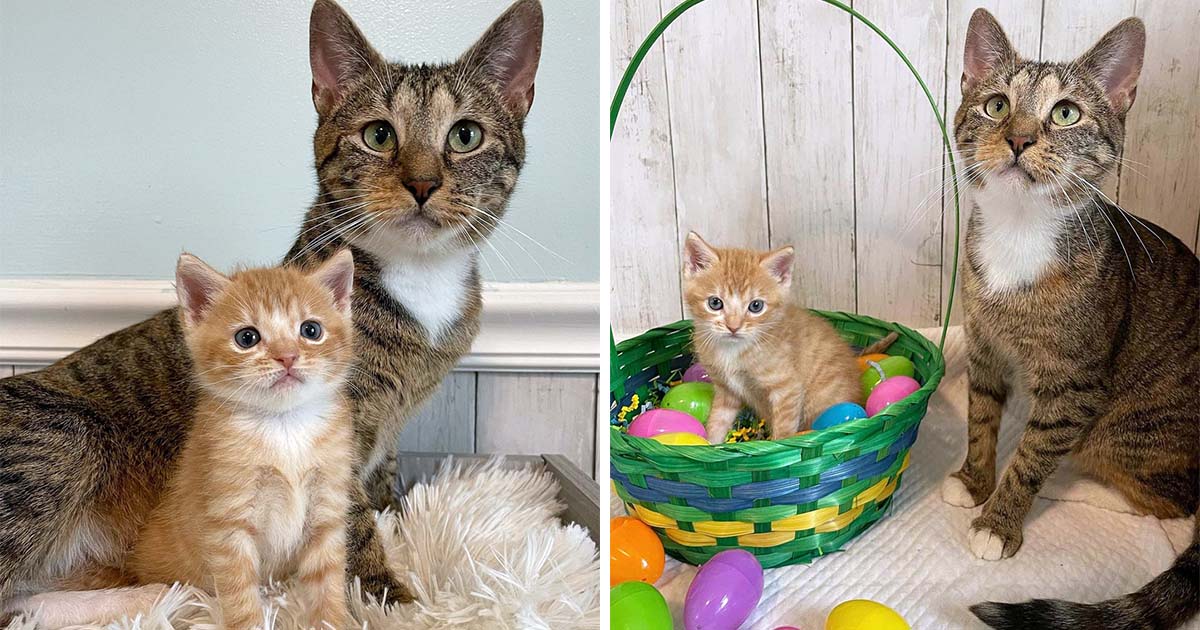Gata colma de afecto a su único gatito después de que sobrevivieron juntos