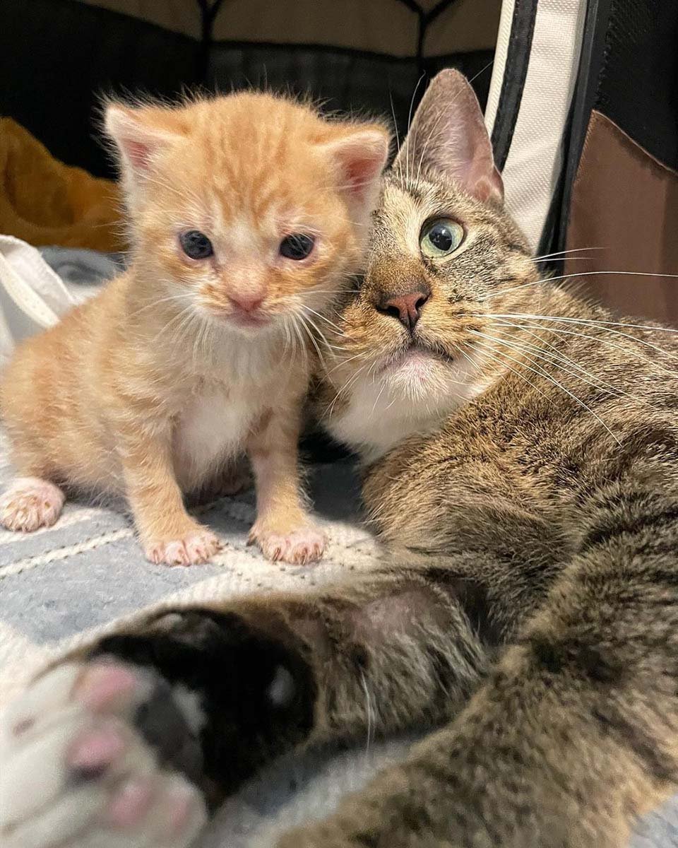 Gata colma de afecto a su único gatito después de que sobrevivieron juntos 7 Gata y su bebé
